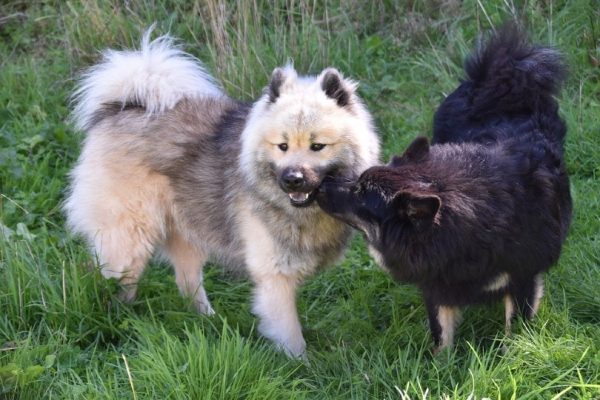 Male and Female Dog