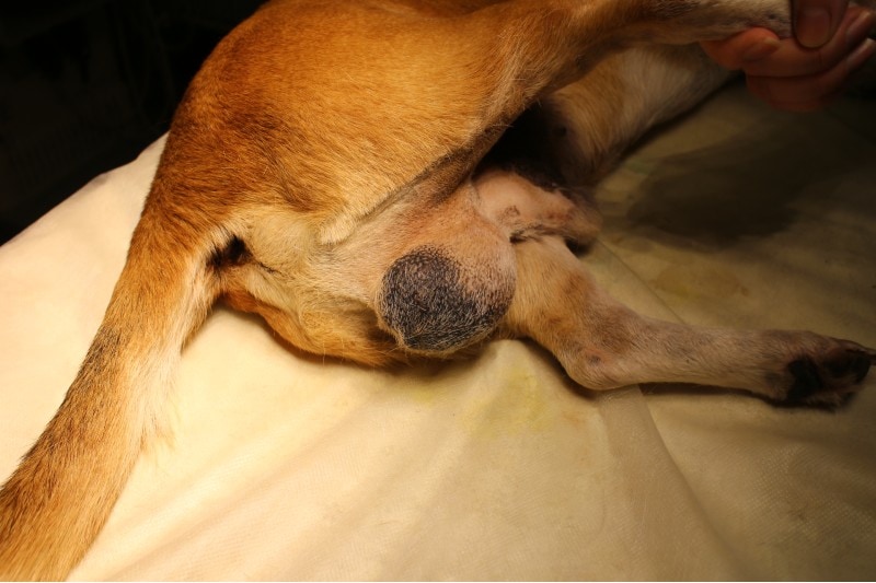 Male dog with Testicular Cancer