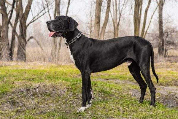 Great Dane Dog Walking outdoor