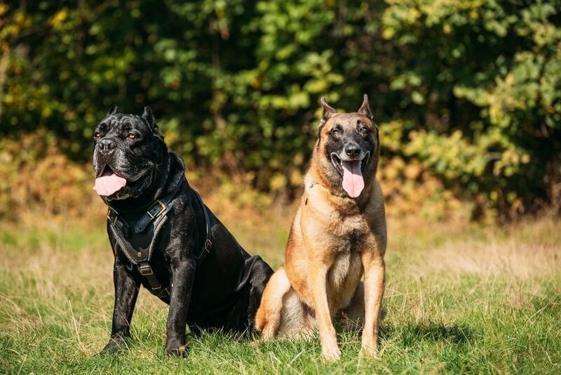 Malinois and Cane Corso
