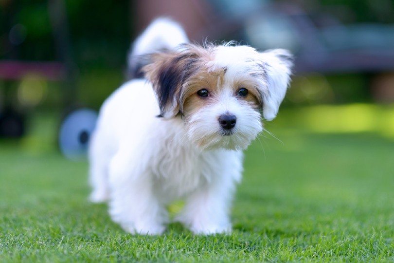Malteagle in the park