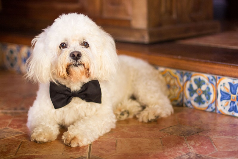 Maltese Bow Tie