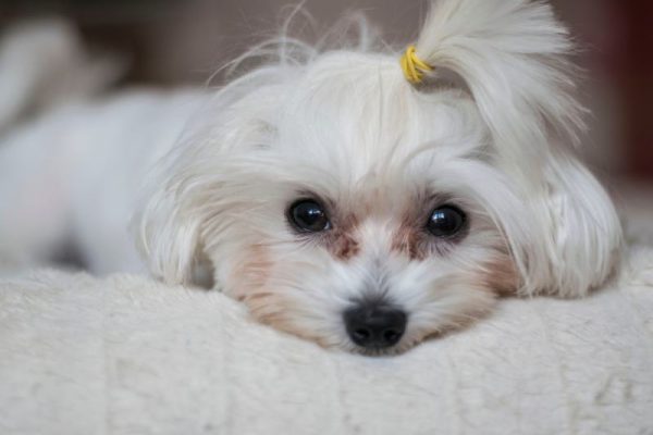 Maltese Dog Puppy with tear stains