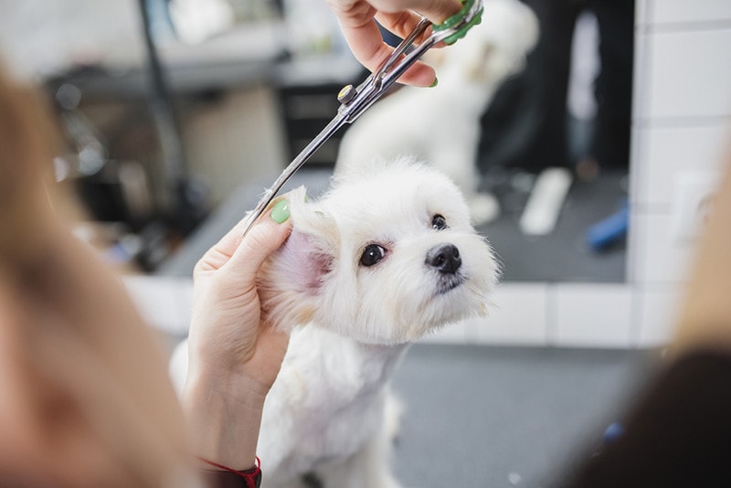 Maltese Grooming