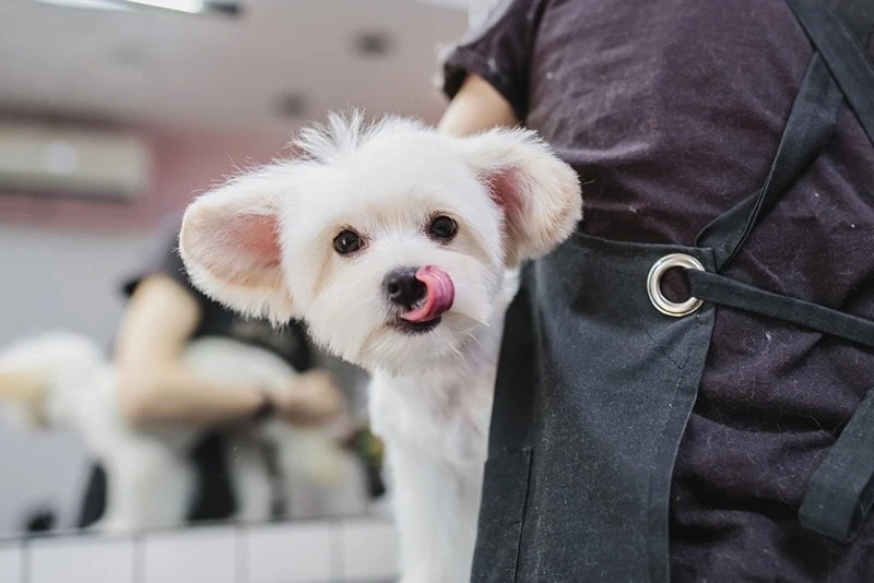 Maltese Short Cut Maltese dog