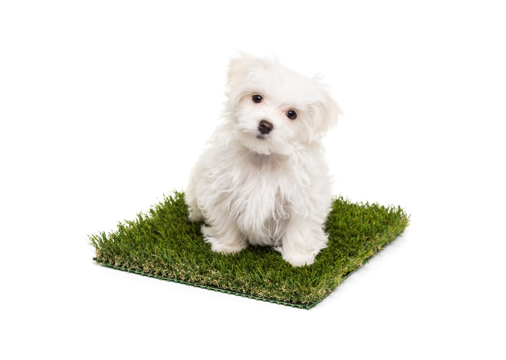 Small white dog on artificial grass