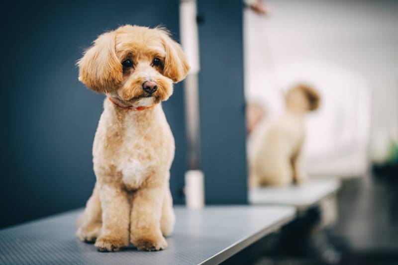 Maltipoo-dog-portrait-of-a-dog-after-grooming