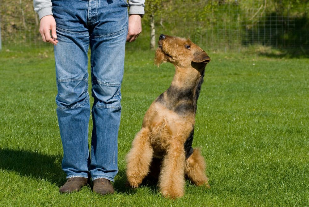 Man training a Airedale terrier dog sitting next to him