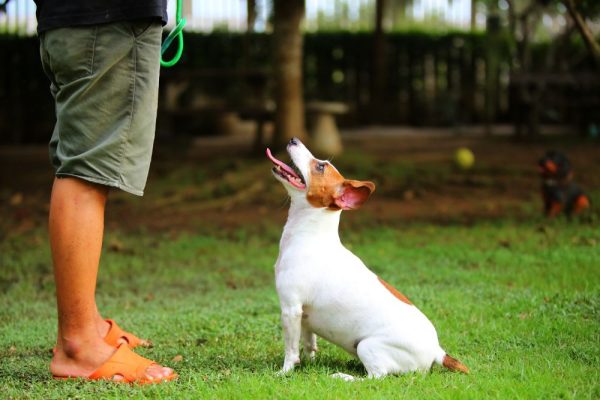 Man training a Jack Russell Terrier dog to sit and wait