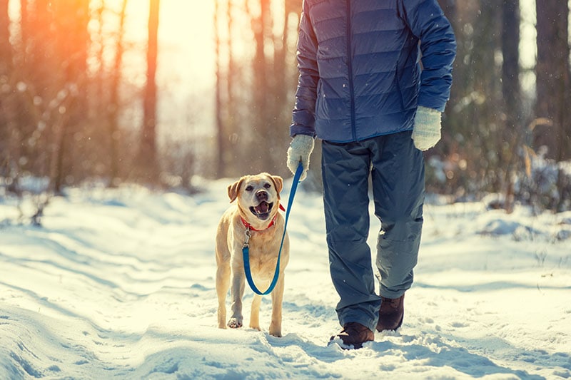 Man with dog on a leash walking on snowy pine forest in winter