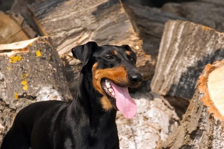 Manchester-Terrier_Shutterstock_Ricantimages