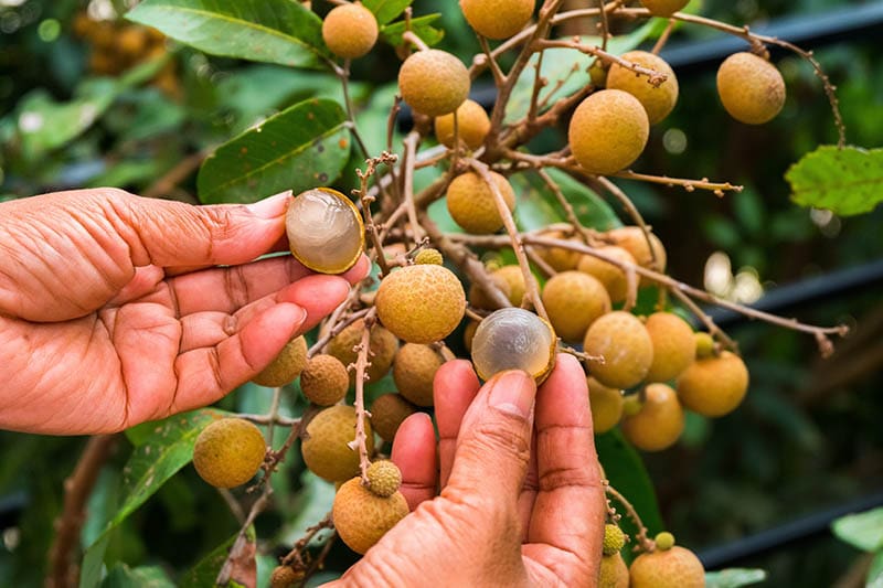 Man's hand opening Longan at Longan orchards