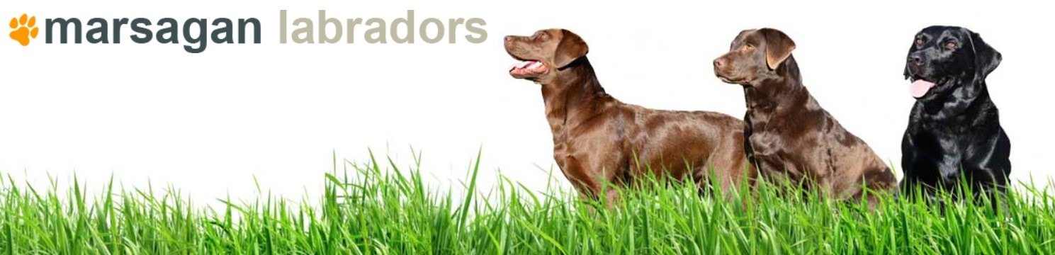 Marsagan Labradors
