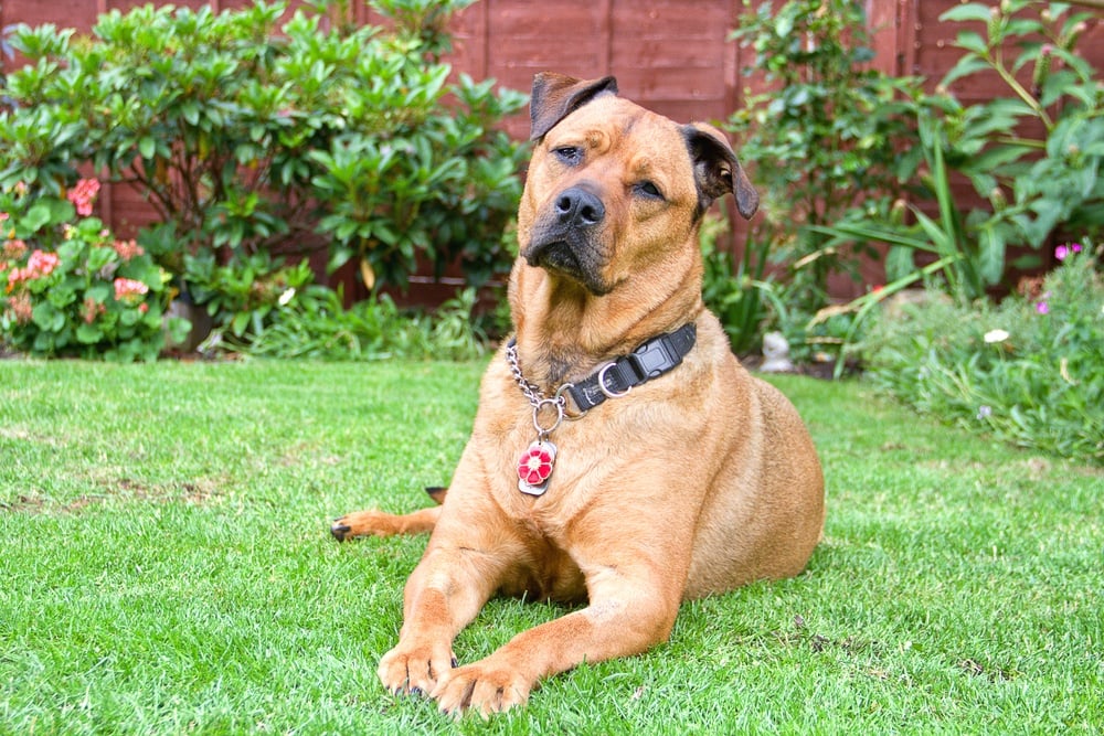 Mastweiler