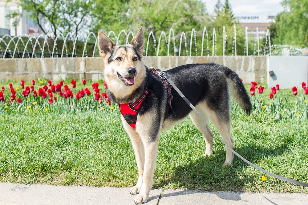 Medium Sized Mongrel dog_Evgenia Ivanova_Shutterstock