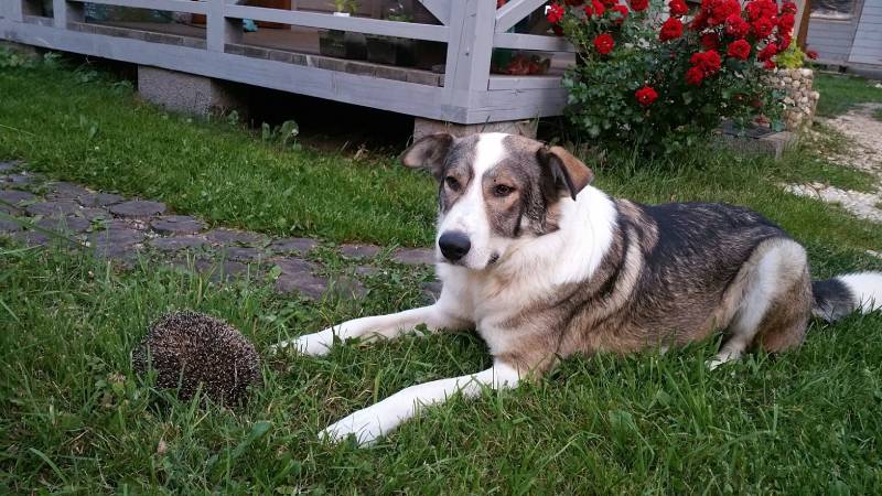 Meeting a dog and hedgehog in the courtyard of the house