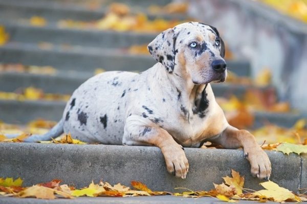 Merle Catahoula Leopard