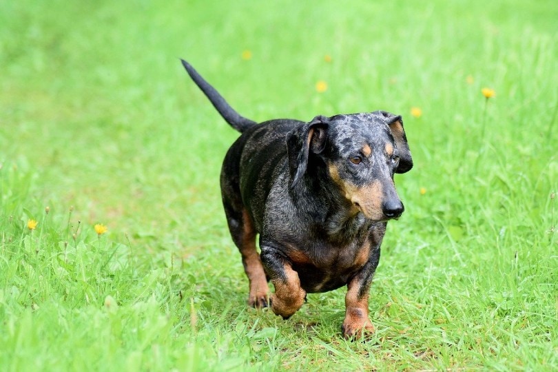 Merle Dachshund