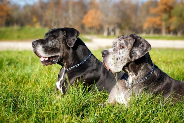 Merle great dane dog