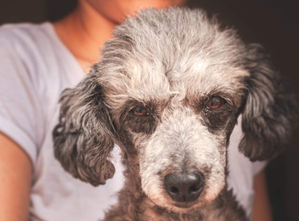 Merle poodle sitting on woman's lap