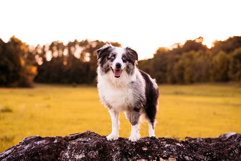How Long Do Mini Australian Shepherds Live? Average Lifespan, Data