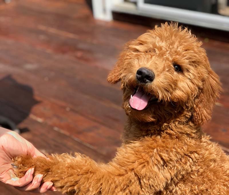 Mini Golden Doodle sitting on deck shaking paw