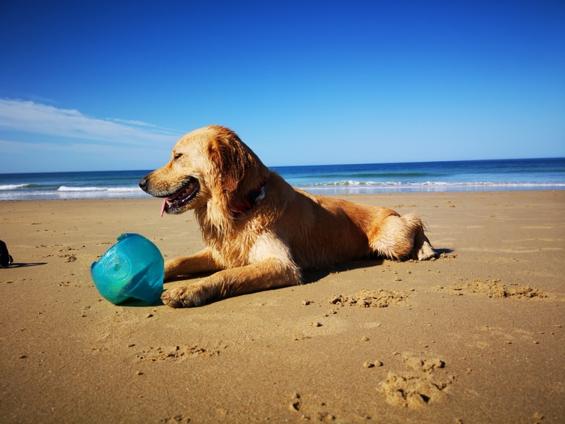 Mini Golden Retriever having fun at the beach