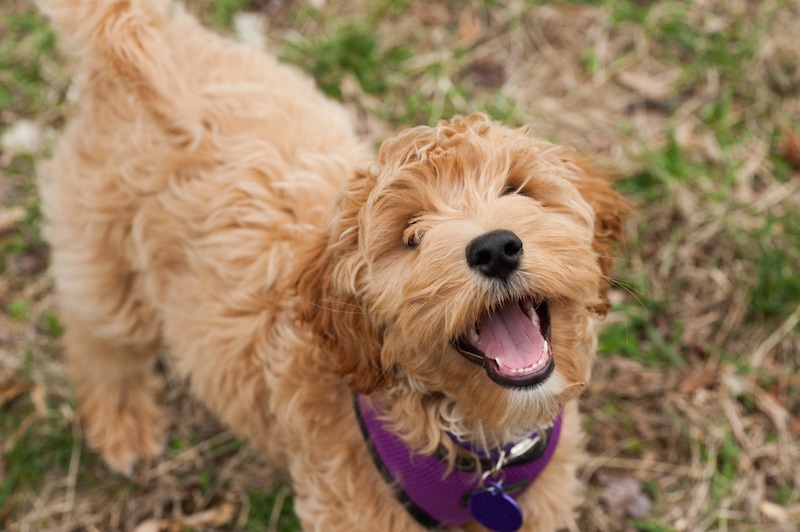 Mini Labradoodle dog