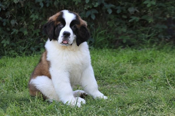 Mini Saint Bernard