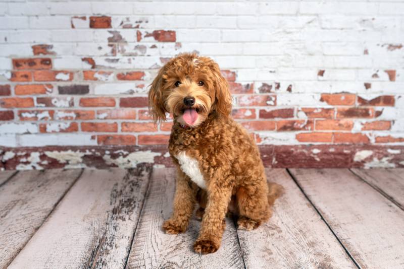Mini goldendoodle puppy in a studio