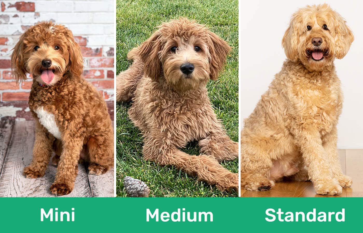 Mini vs Medium vs Standard Goldendoodle side by side