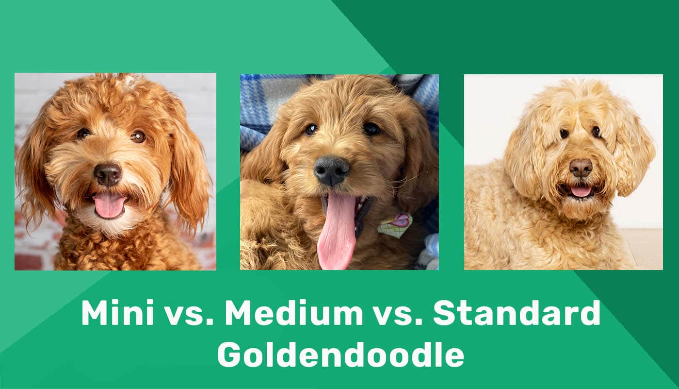 Mini vs Medium vs Standard Goldendoodle