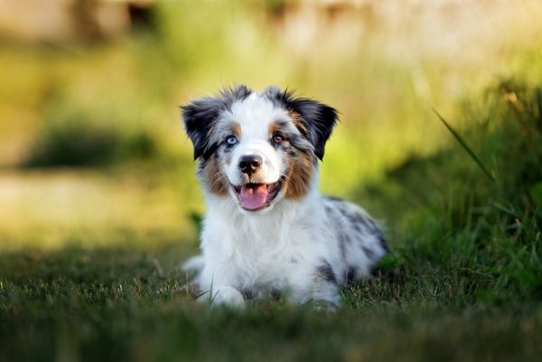 Miniature American Shepherd puppy lying down