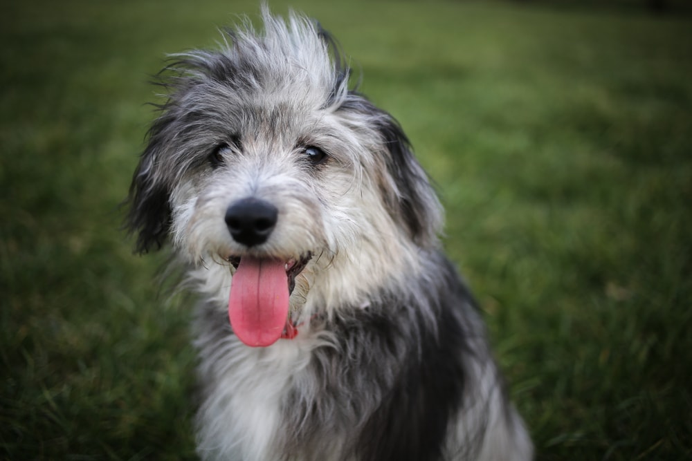 Miniature Aussiedoodle