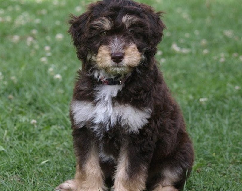Miniature Aussiedoodle
