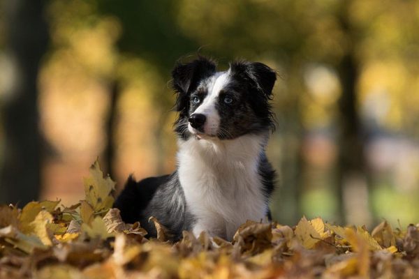 Miniature Australian shepherd