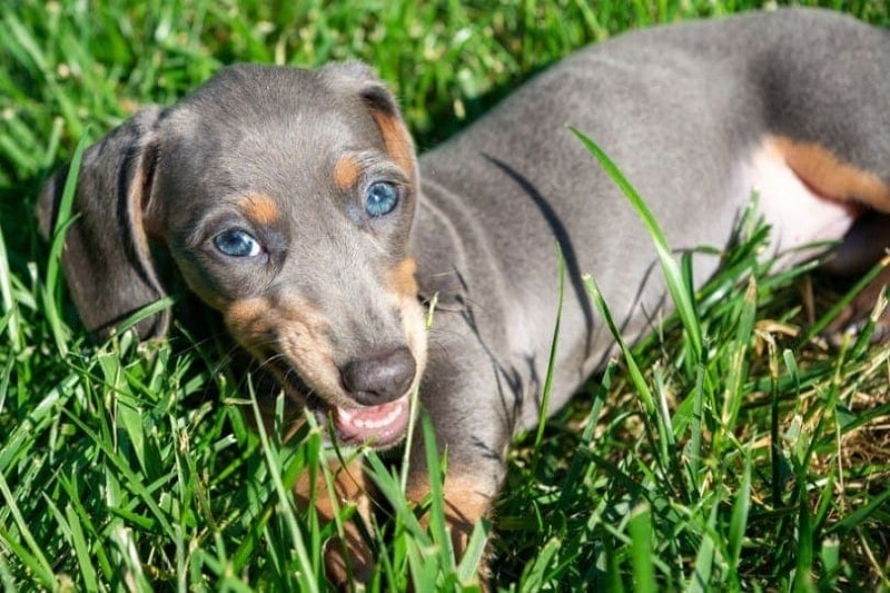 Miniature Blue and Tan Dachshund