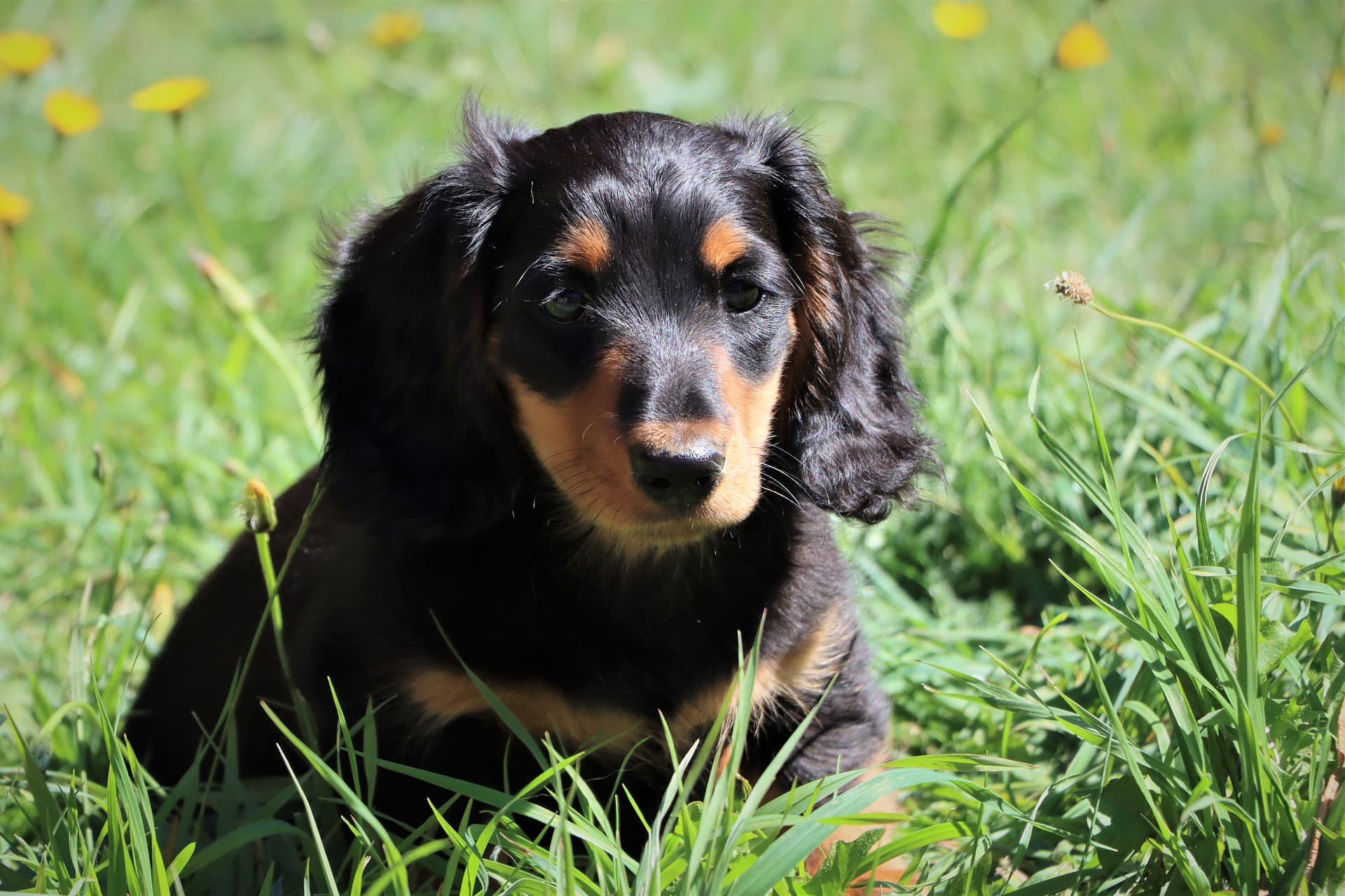 Miniature Dachshund close up