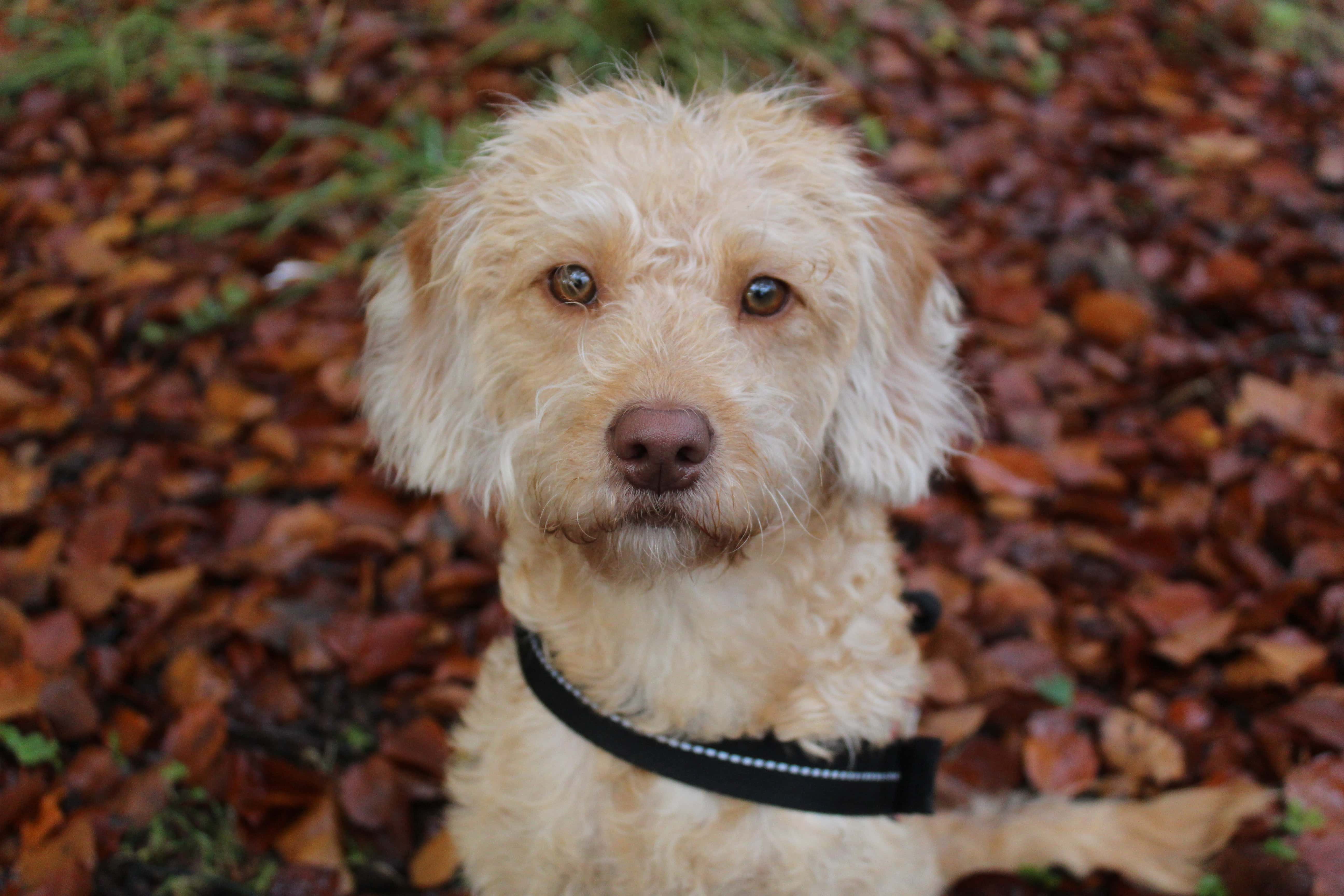 Miniature Labradoodle Puppy