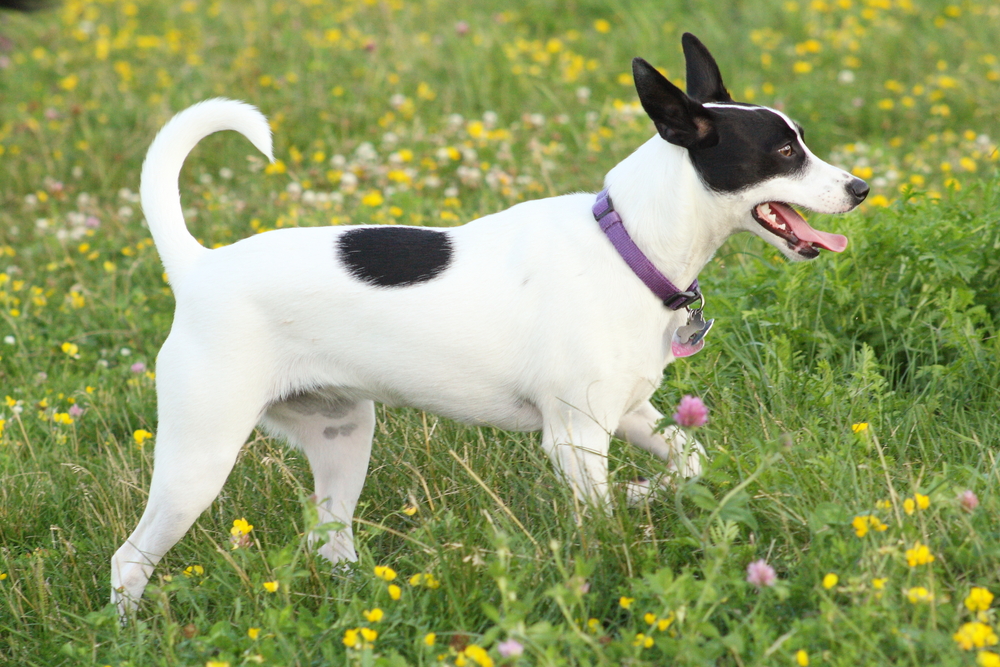 Miniature Rat Terrier in the yard