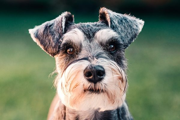 Miniature Schnauzer Closeup