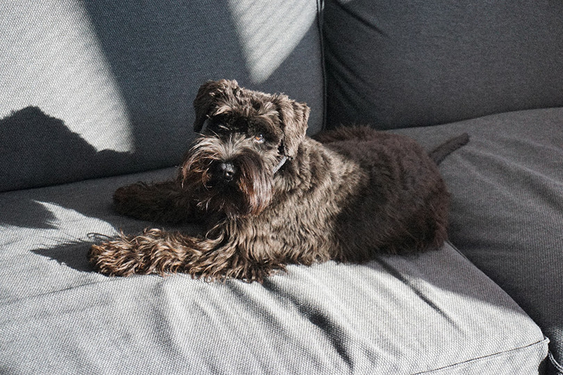 Miniature Schnauzer Sitting