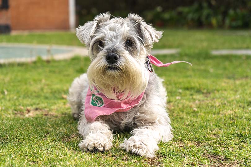 Miniature Schnauzer