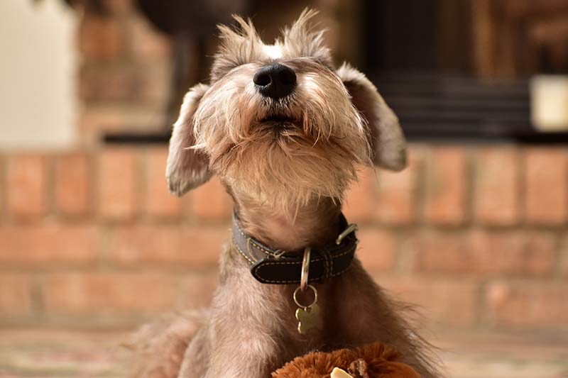 Miniature Schnauzer dog barking