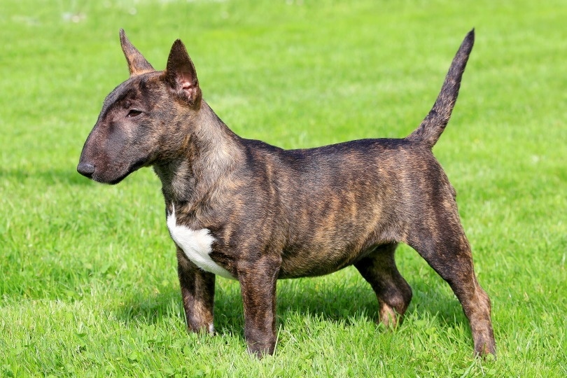 Miniature bull terrier_Radomir Rezny_Shutterstock