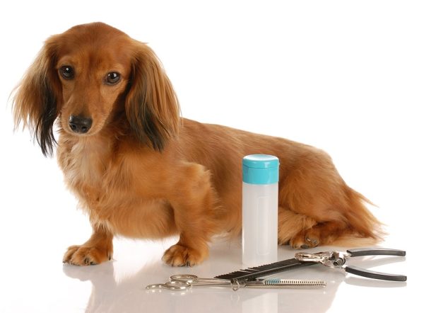 Miniature long haired dachshund sitting beside grooming supplies