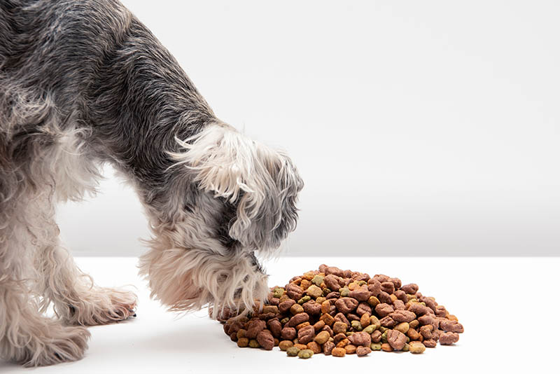 Miniature schnauzer dog eating dog kibble with white background