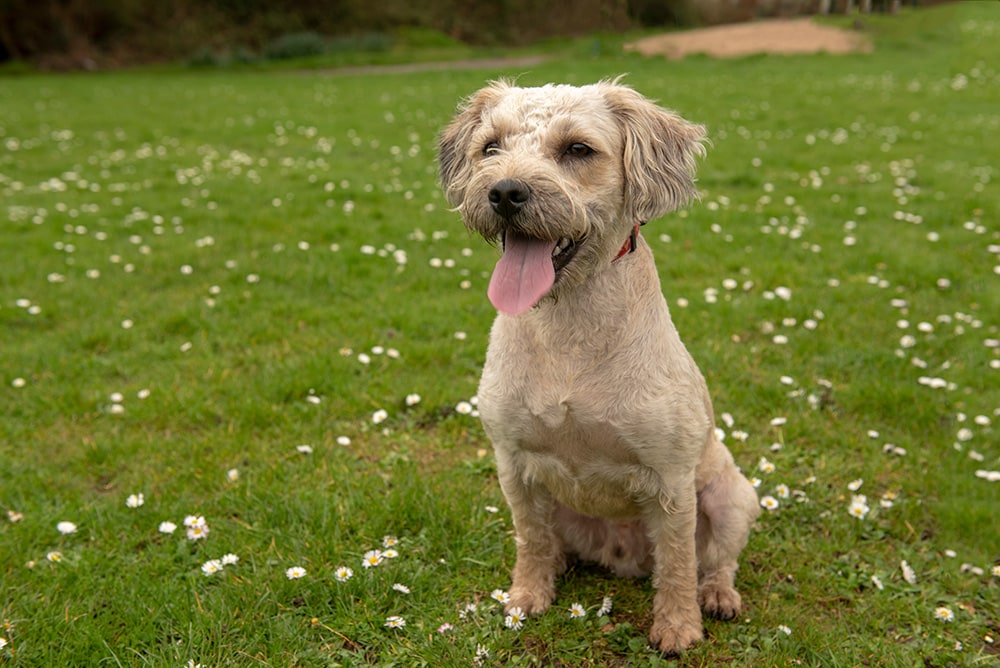 Mixed breed dog in grass_Stephm2506_Shutterstock