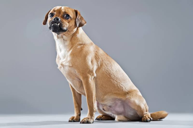 Mixed breed dog pug and lhasa apso