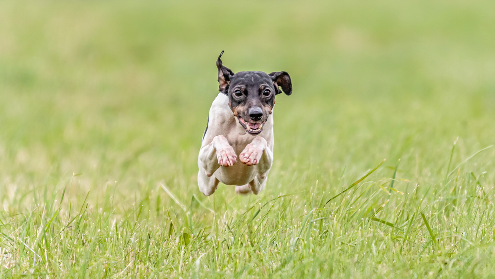 Moment of flying Japanese terrier dog in the field on lure coursing competition